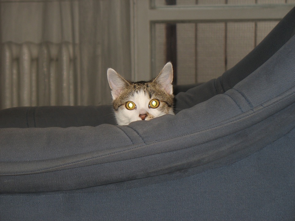 cat, armchair, cache