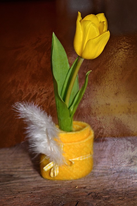tulip, flower, schnittblume