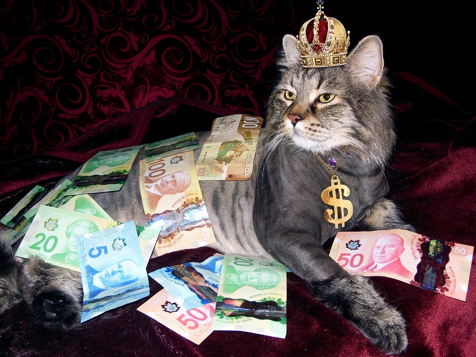 money, cat, wealth