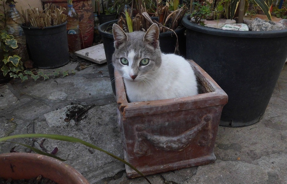cat, sitting, flower pot