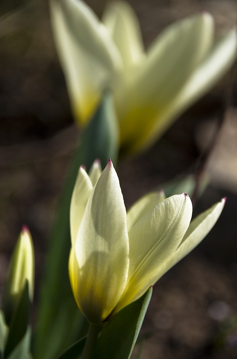 tulip, white, bright yellow