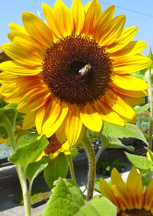 sunflower, bee, flora