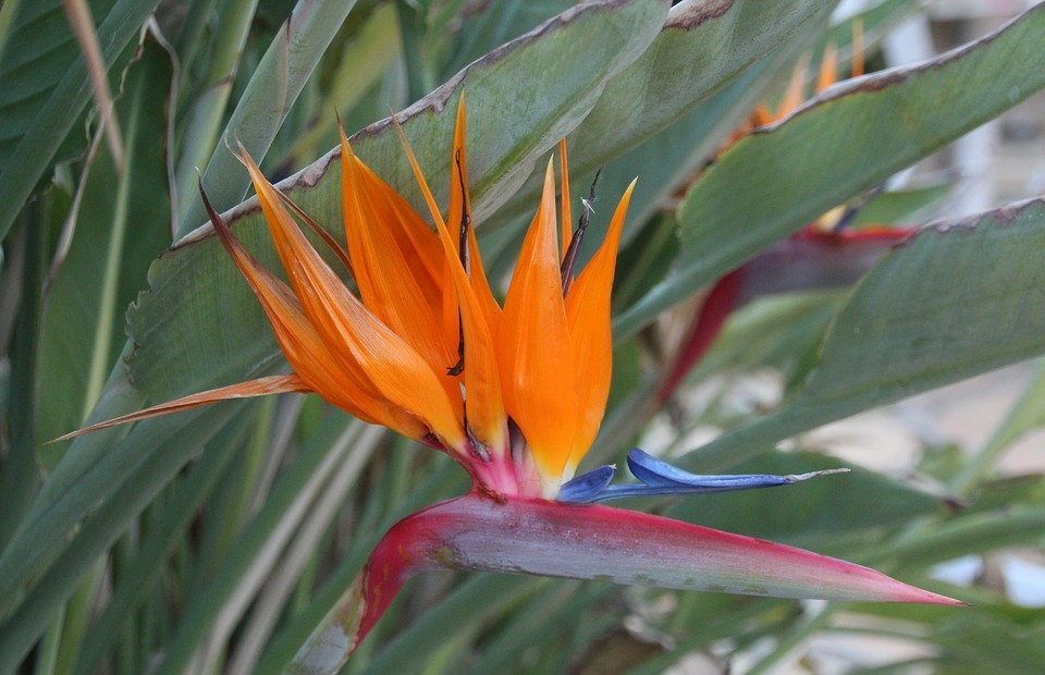 bird of paradise flower, tropical flower, exotic flowers