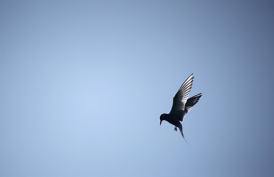 common tern, bird, himmel