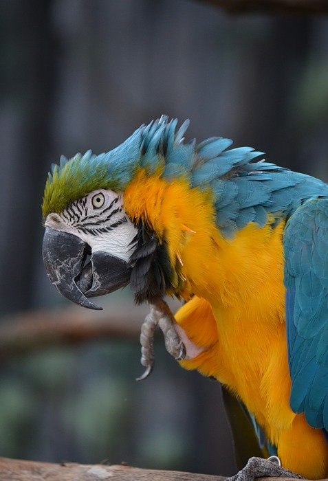macaw, bird, parrot
