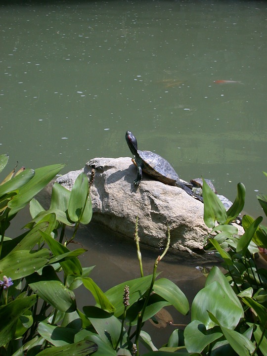 turtle, reptile, wildlife