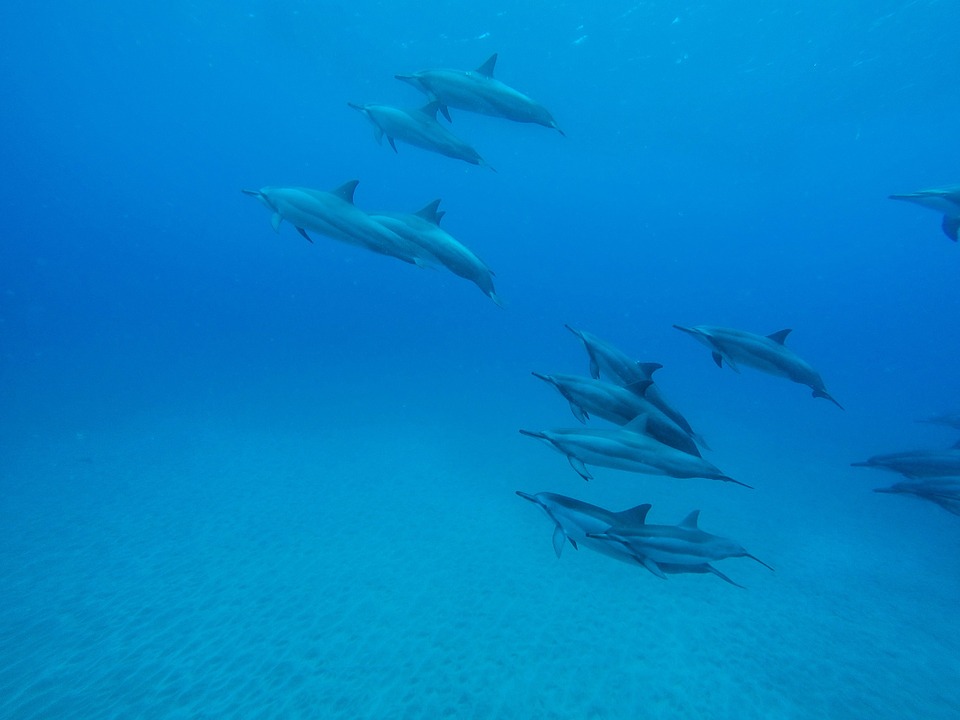 dolphins, underwater, ocean