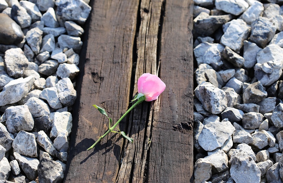 pink rose on railway, loving memory, condolence