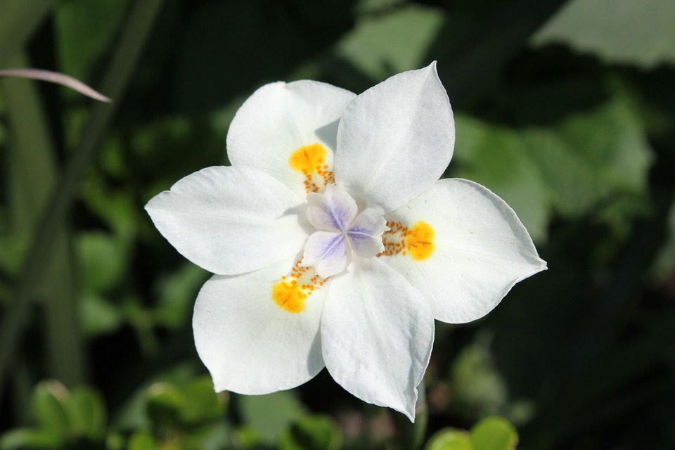 flowers, flower, white