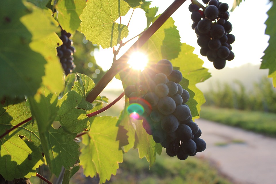 grapes, vine, sunlight