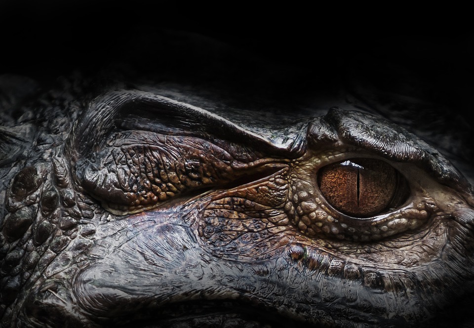 eye, alligator, reptile