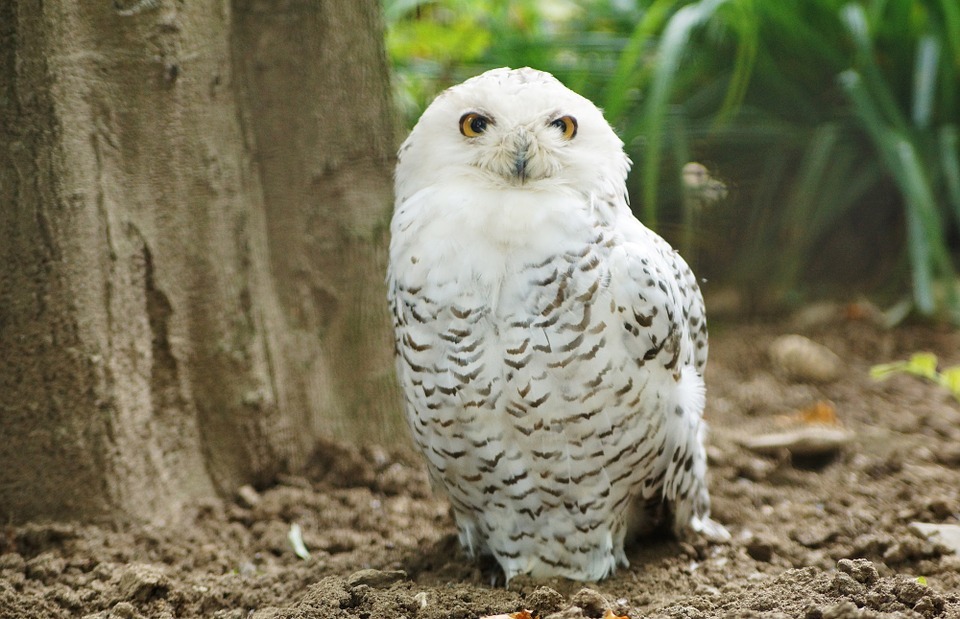 snowy owl, wildlife, bird
