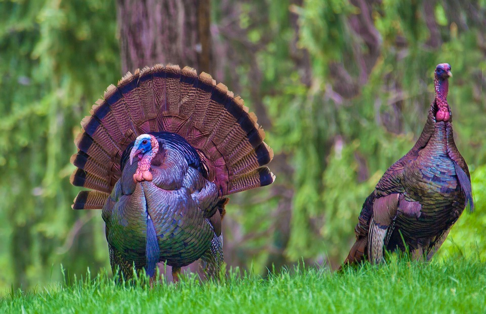 turkeys, thanksgiving, wildlife