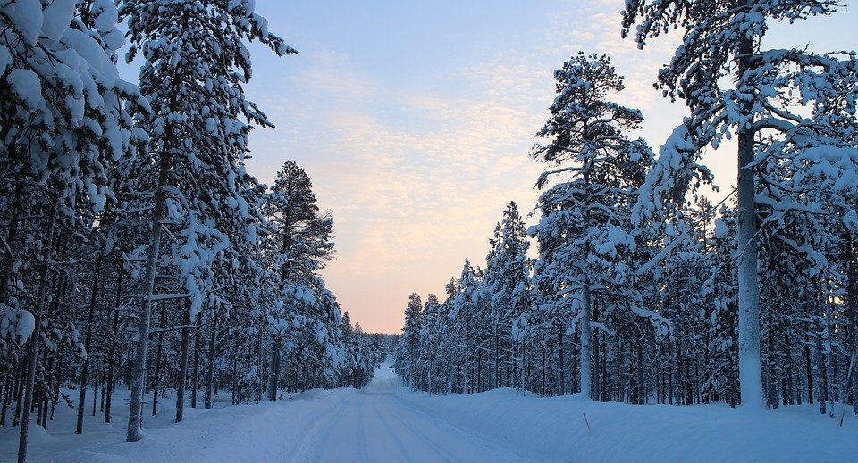 snowy road, winter, forest road