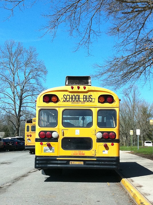 school, school bus, bus