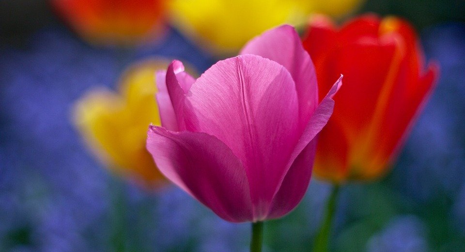bloom, tulips, flowers