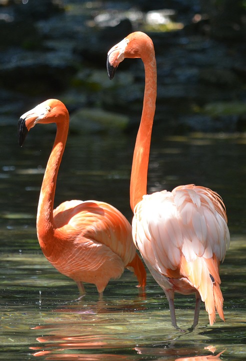 pink flamingo, philadelphia zoo, birds