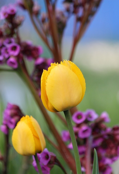 tulips, yellow flowers, yellow tulips