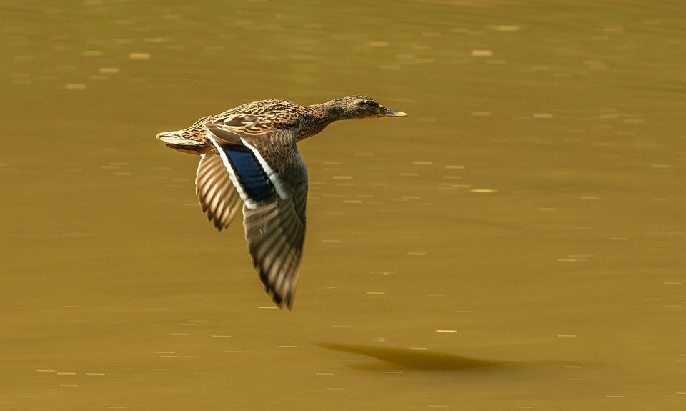 duck, bird, flying