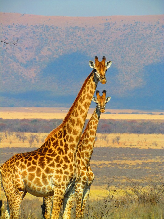 giraffes, south africa, safari