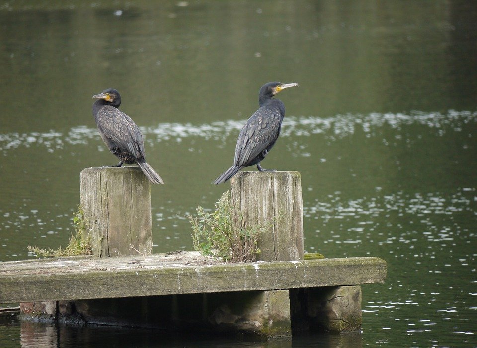 cormorant, fish eater, migratory bird