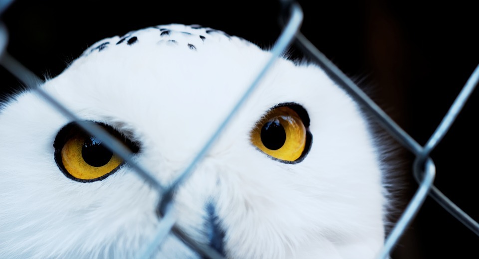 snowy owl, caught, zoo