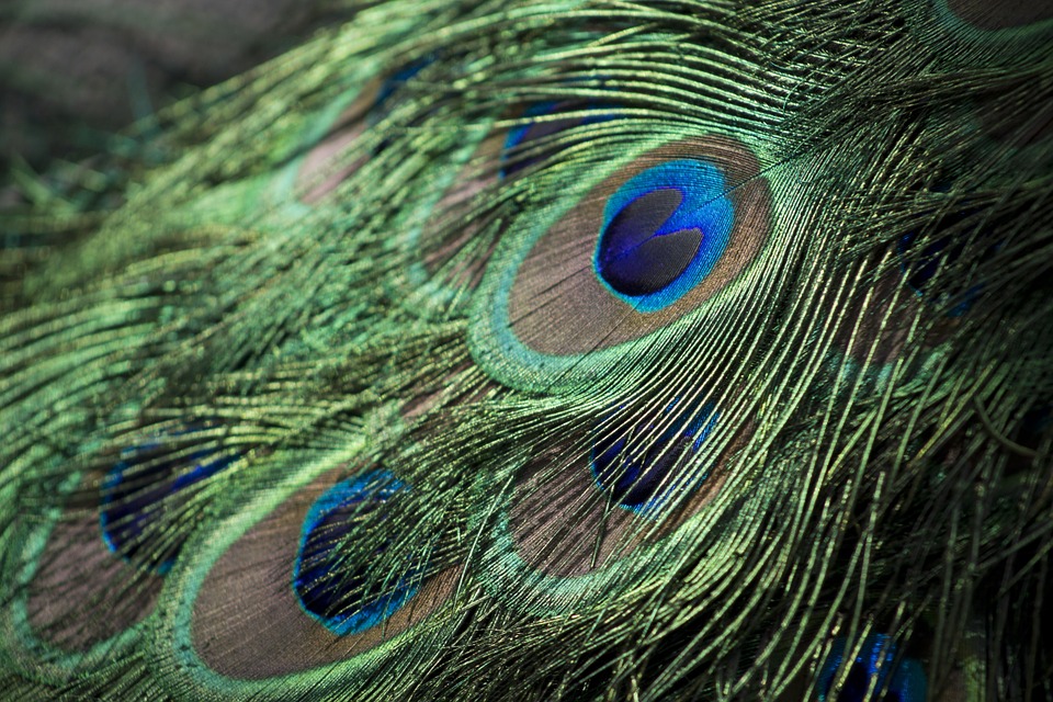 peacock, feathers, bird