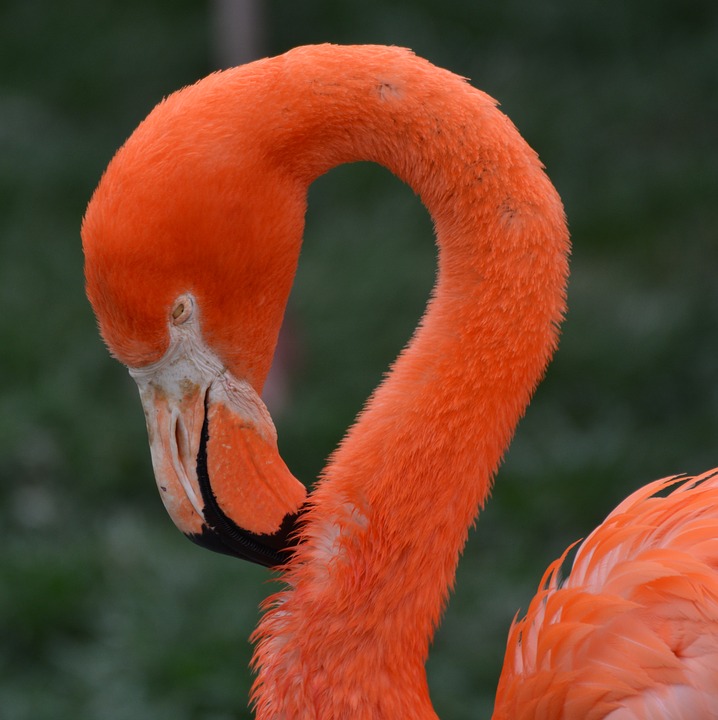 flamingo, animal, bird