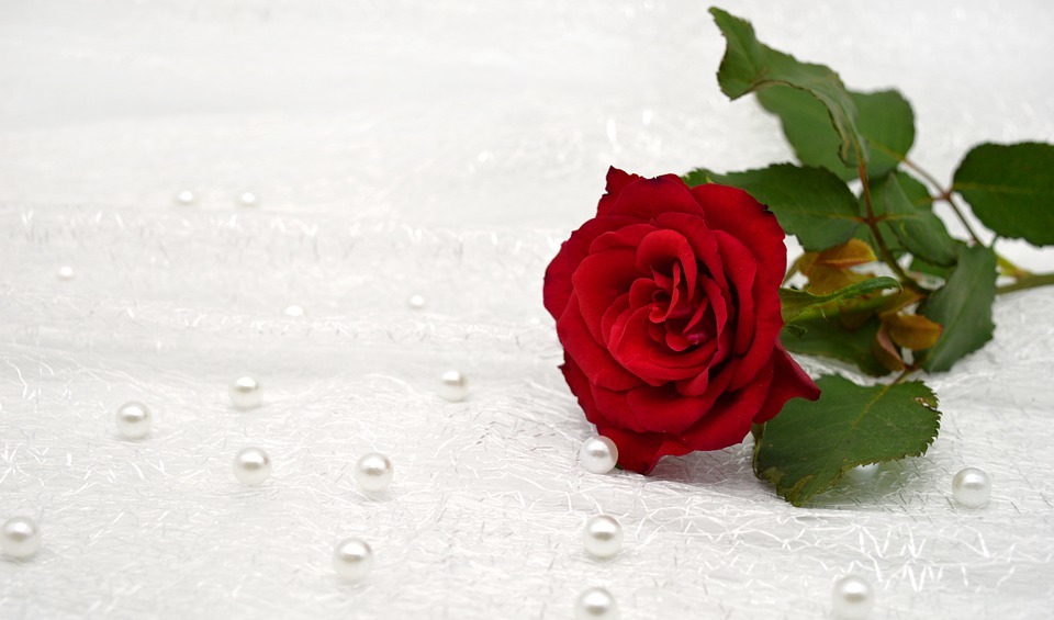 happy mothers day, red rose, pearls