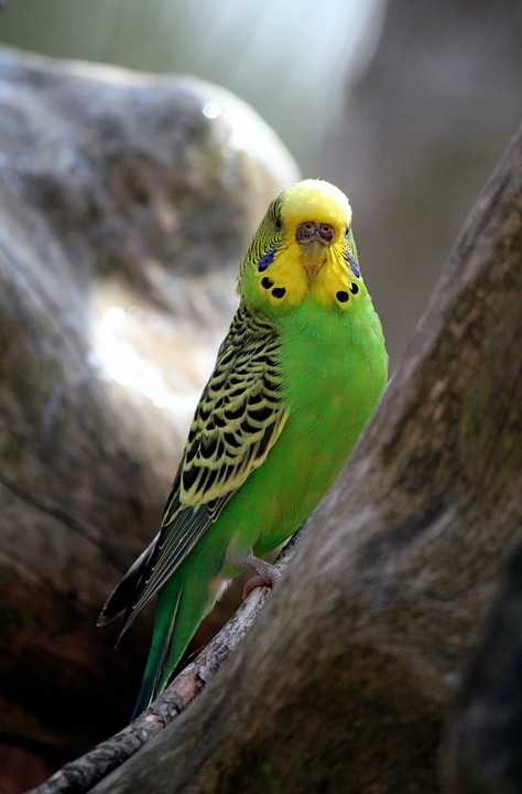 parakeet, green, birds