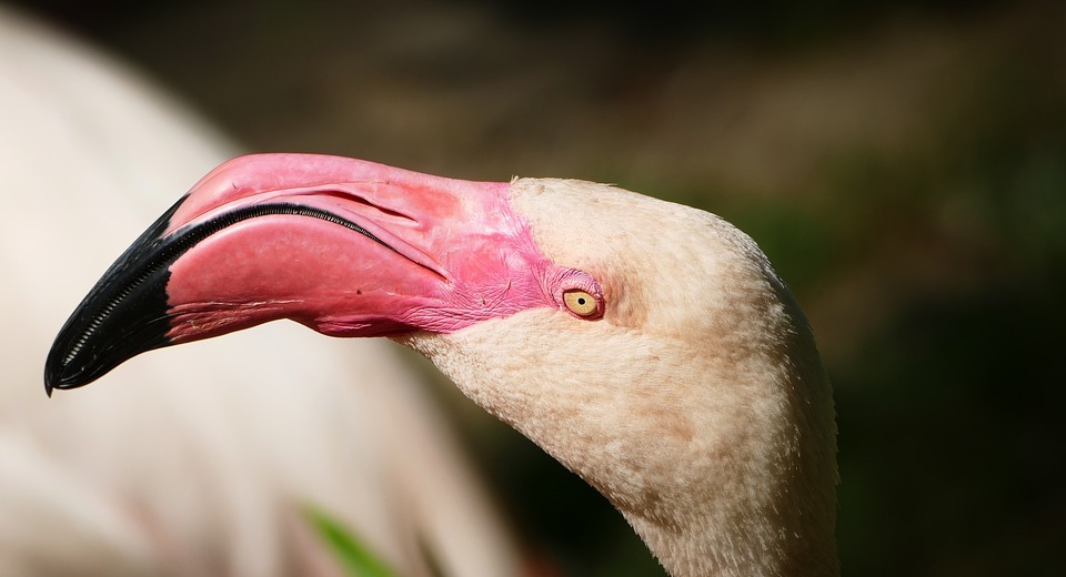 flamingo, zoo, water bird