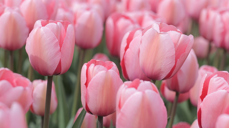 tulips, pink, field