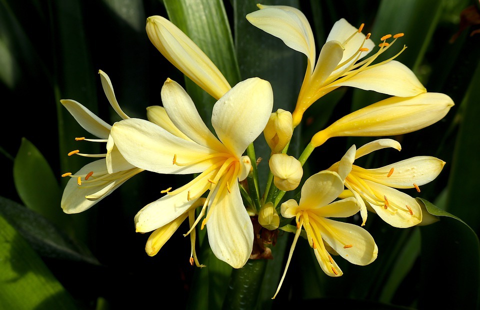 flower, yellow, exotic
