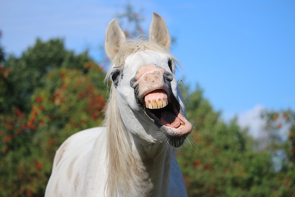 horse, stallion, yawn