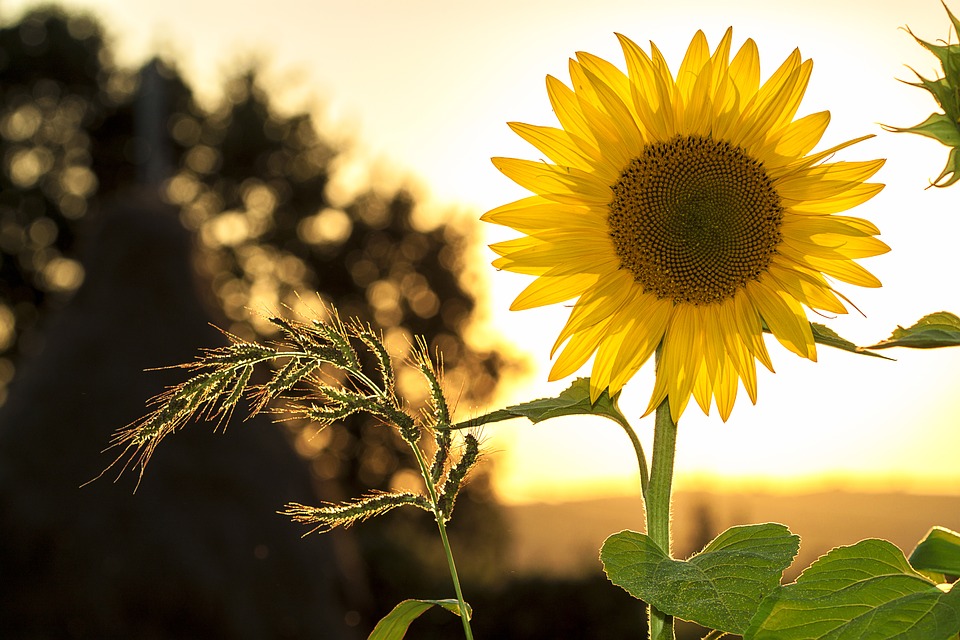 sunflower, sun, summer