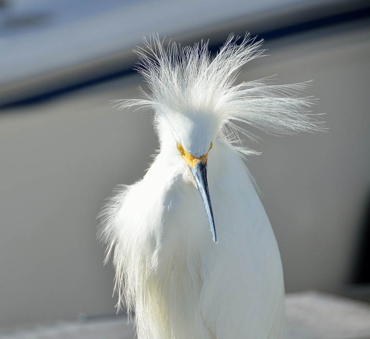 snowy egret, bird, wildlife