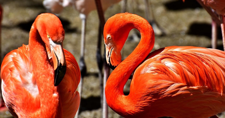 flamingos, bird, colorful