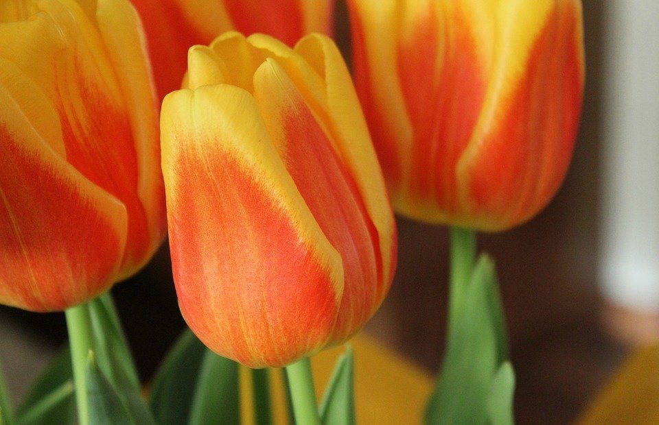 tulips, flowers, earth day