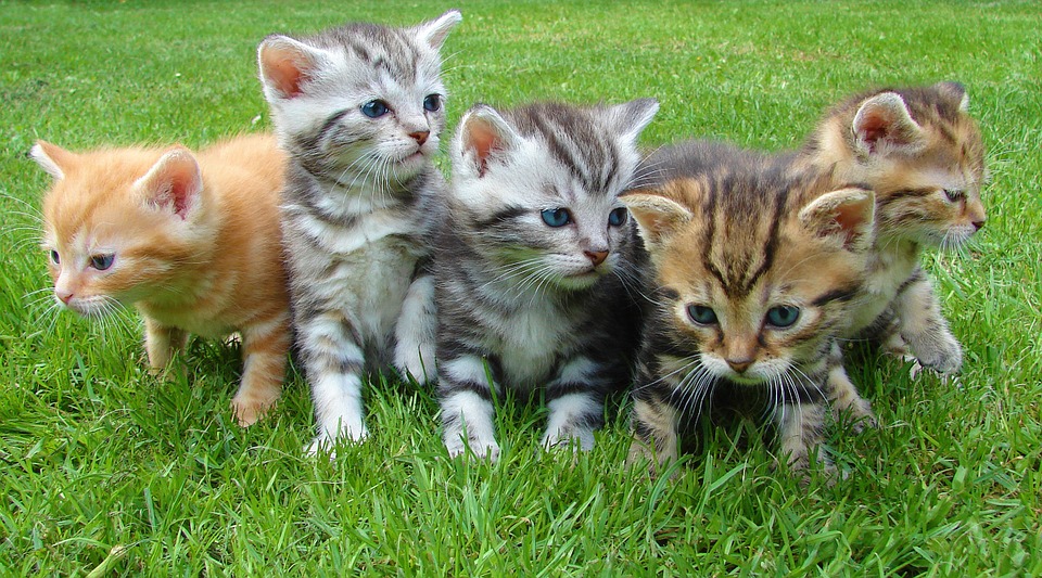 kittens, cat, cat puppy