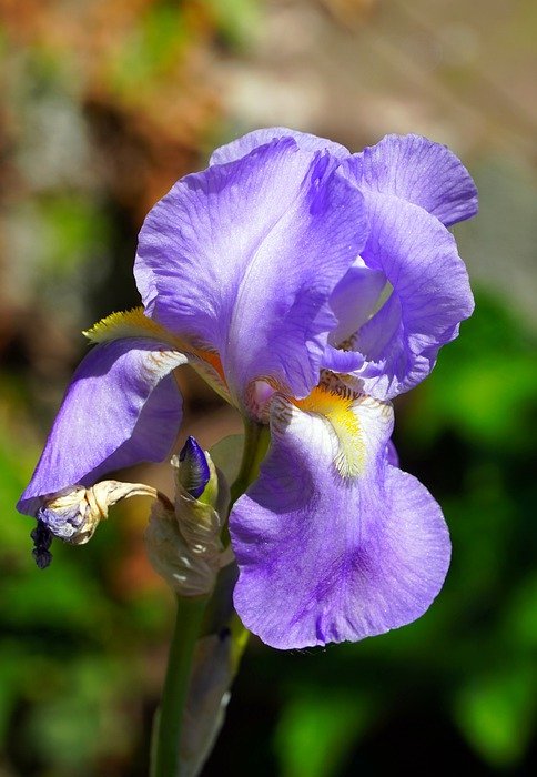 iris, flowers, spring