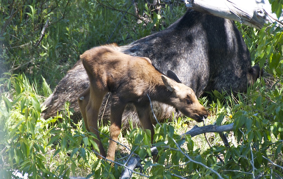 moose, baby, wyoming