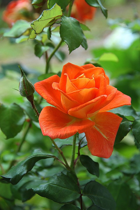 rose, orange, flower