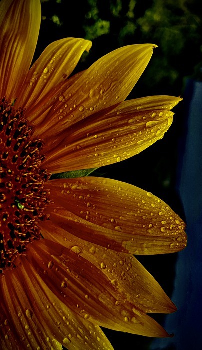 sunflower, flower, dew