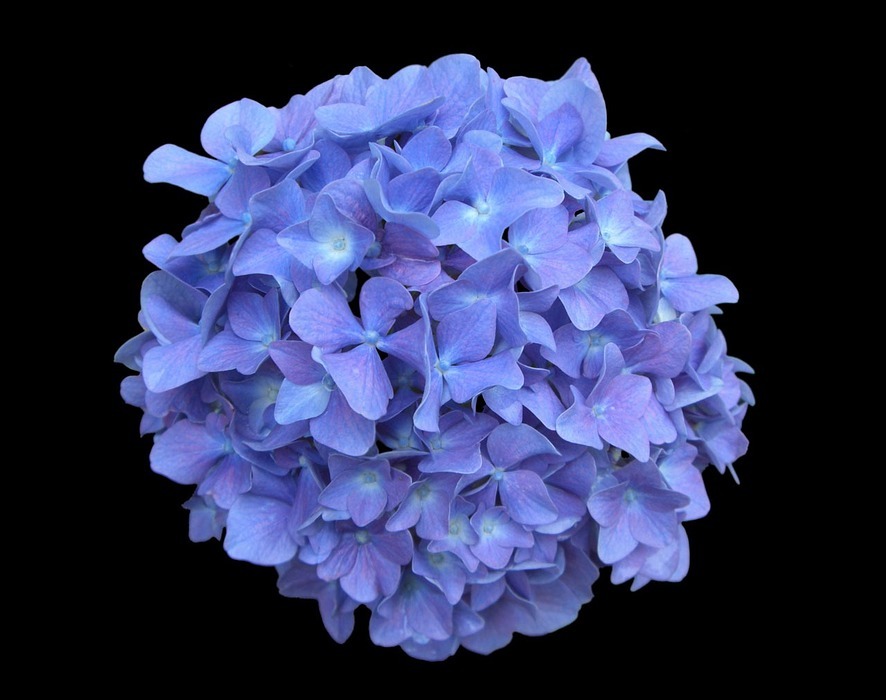 hydrangea, blue, flower