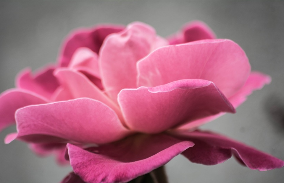 pink, petal, rose flower