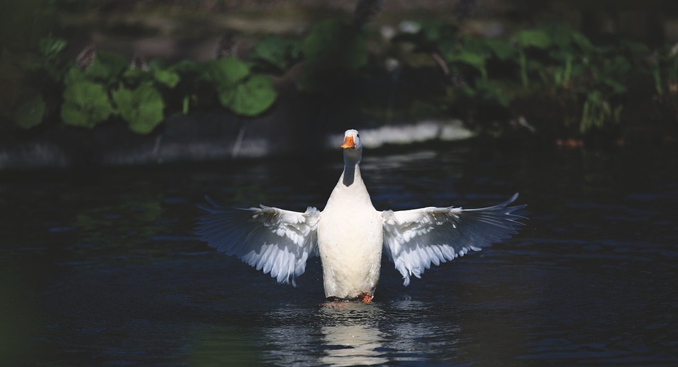 swan, duck, white