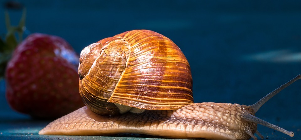 animal, snail, shell
