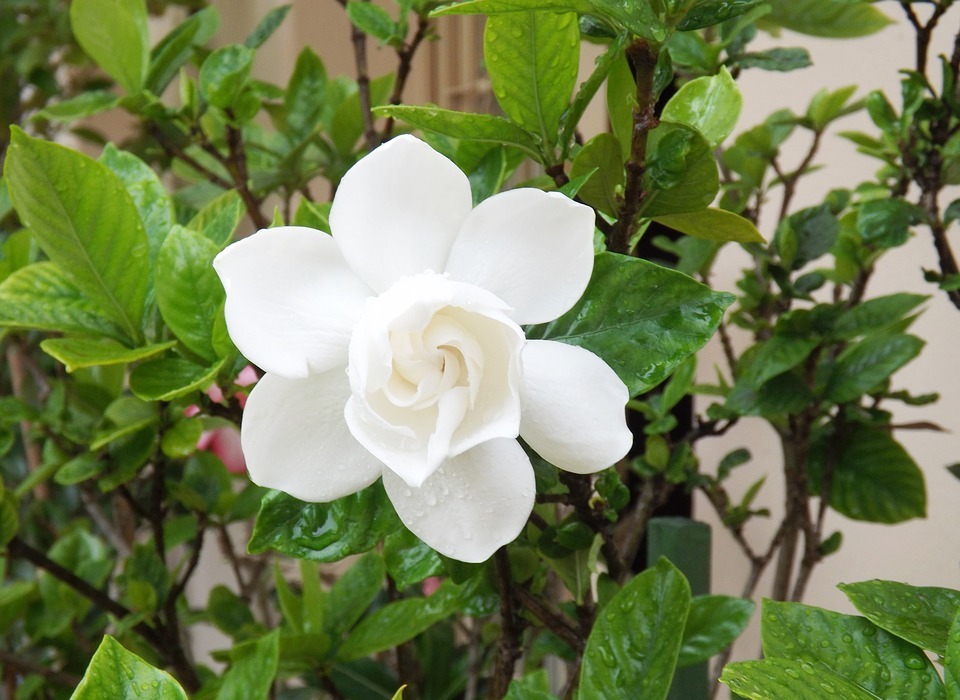 flower, gardenia, white