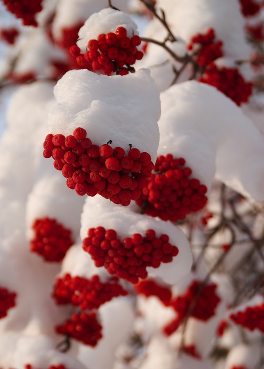 winter, rowan berries, nature