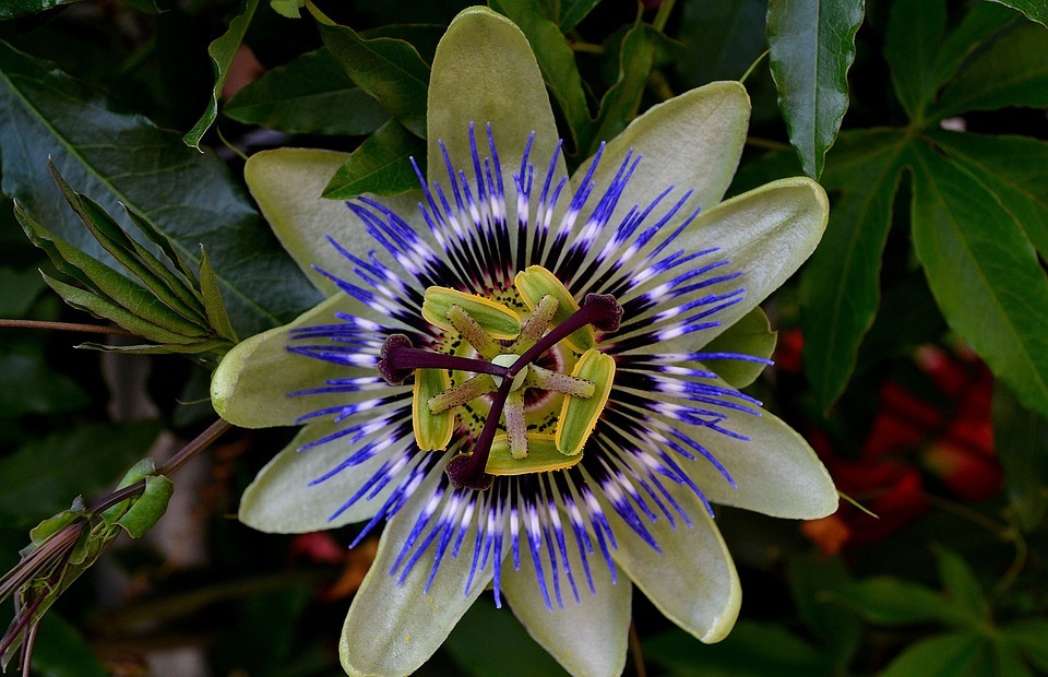 passionflower, color, exotic bush